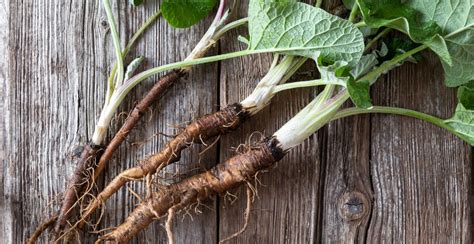  Burdock Root: Un Esplorazione del Potenziale di questa Radice Miracolosa nell'Industria Farmaceutica e Cosmetica